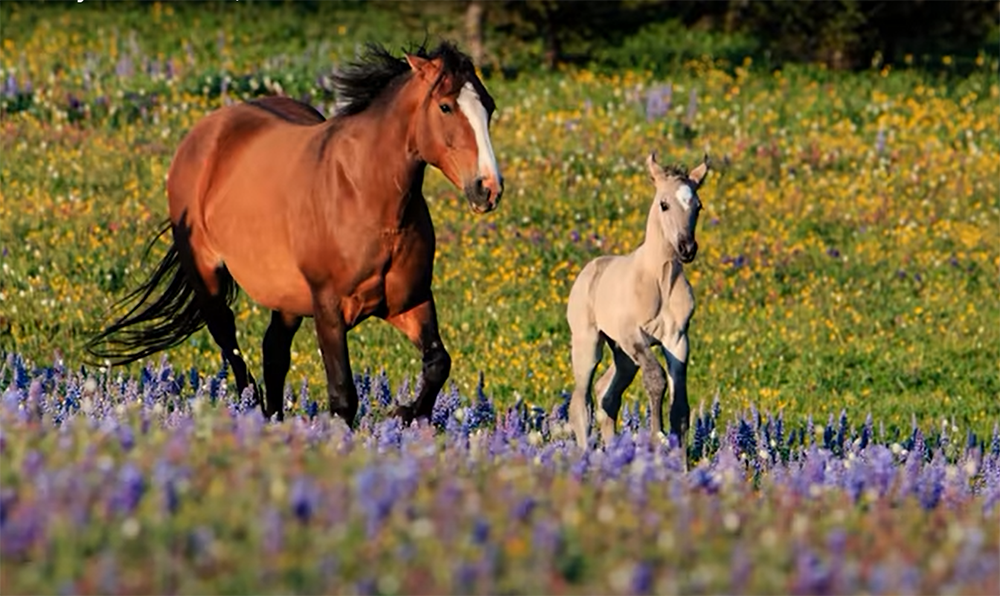Let Your Horse Have Creature Comforts