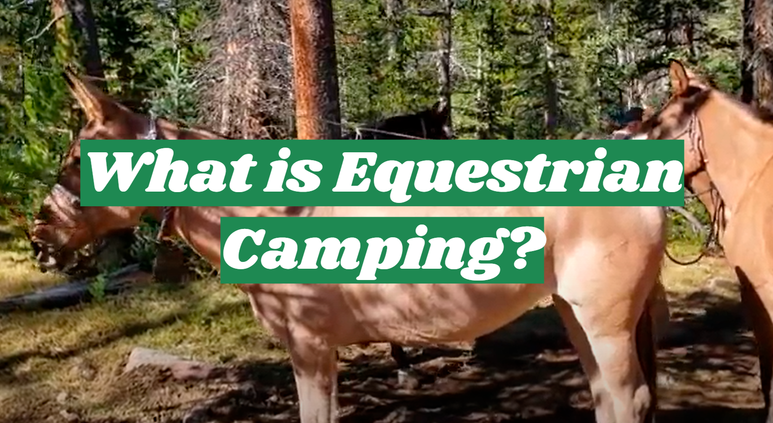 What is Equestrian Camping?